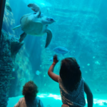 a little girl and a toddler looking at a turtle at the Cape Town Aquarium