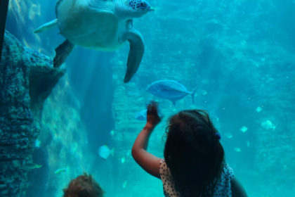 a little girl and a toddler looking at a turtle at the Cape Town Aquarium