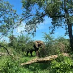 Eléphant en train de manger aperçu depuis notre voiture avec nos enfants lors de notre voyage au Kwazulu Natal en Afrique du Sud dans le parc naturel de Hluhluwe