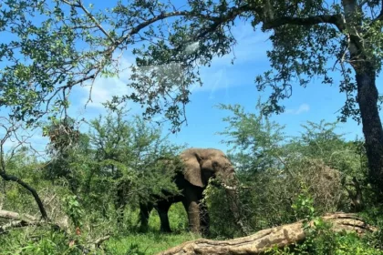 Eléphant en train de manger aperçu depuis notre voiture avec nos enfants lors de notre voyage au Kwazulu Natal en Afrique du Sud dans le parc naturel de Hluhluwe