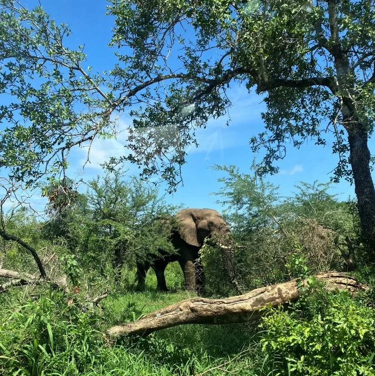 Eléphant en train de manger aperçu depuis notre voiture avec nos enfants lors de notre voyage au Kwazulu Natal en Afrique du Sud dans le parc naturel de Hluhluwe