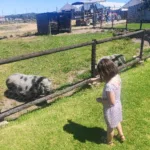 little girl feeding pigs at vredenheim petting zoo