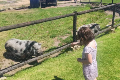 little girl feeding pigs at vredenheim petting zoo