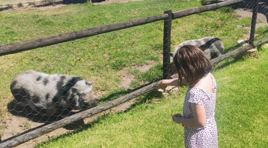 little girl feeding pigs at vredenheim petting zoo