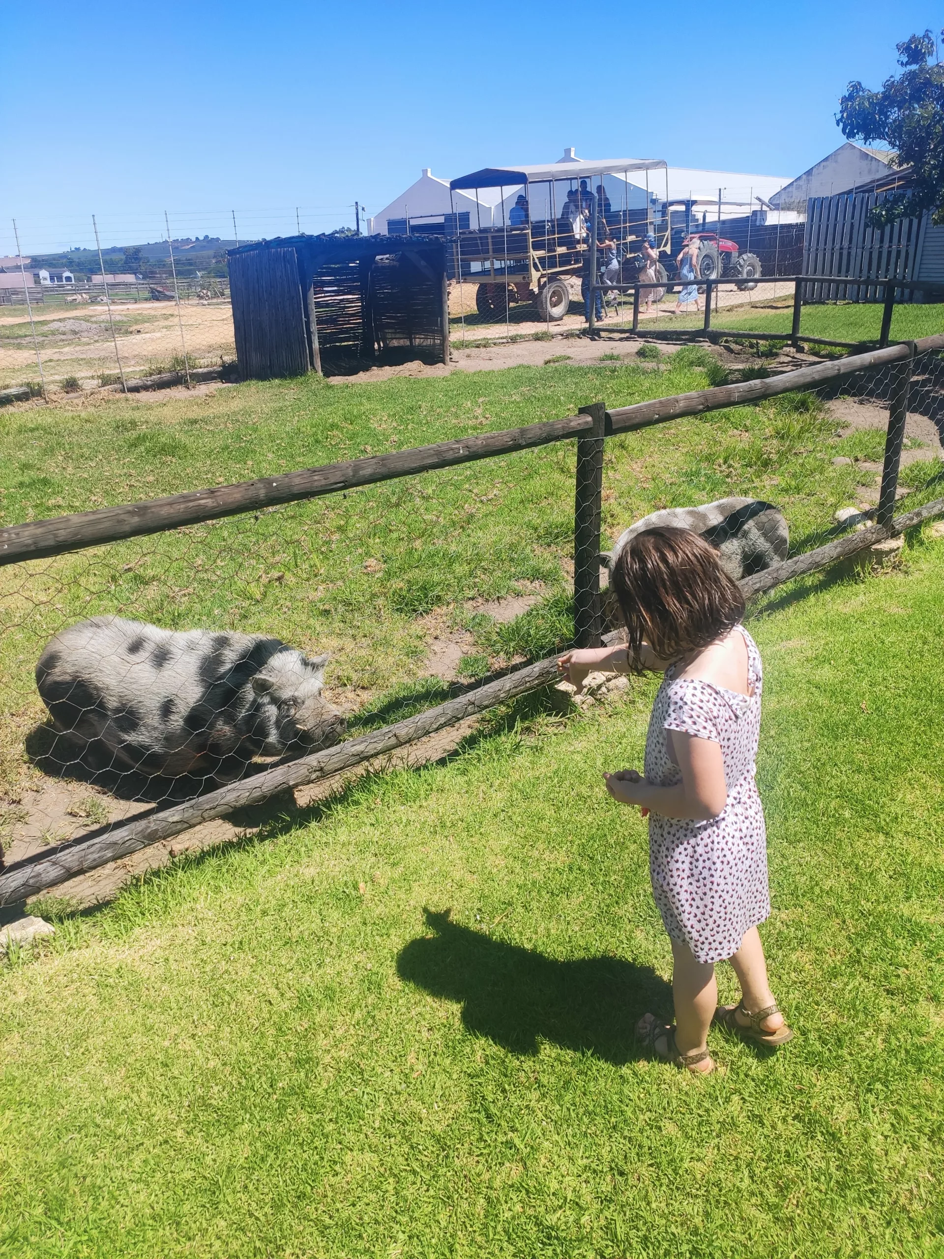 little girl feeding pigs at vredenheim petting zoo